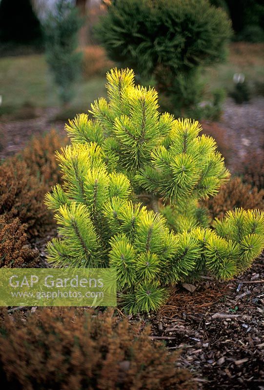 Pinus mugo Zundert - Dwarf mountain pine with yellow foliage in border