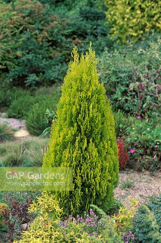 Thuja orientalis 'Shirley Chilcott' - conical conifer with yellow green foliage in border