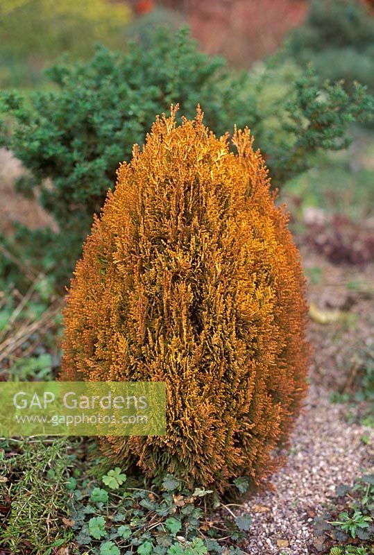 Thuja orientalis 'Southport' - compact conifer with orange brown foliage in border