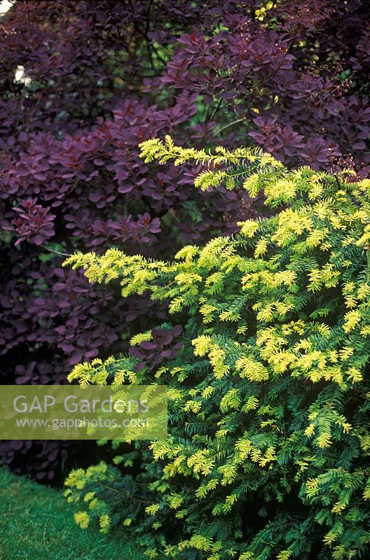 Taxus baccata 'Summergold' and Cotinus coggygria 'Royal Purple' in border