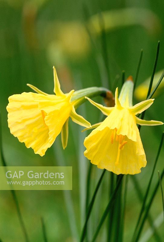 Narcissus bulbocodium var citrinus - Hoop-petticoat daffodil 