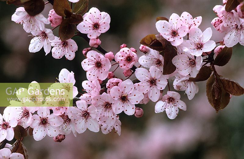 Prunus cerasifera 'Nigra' syn 'Pissardii Nigra' - Ornamental cherry plum