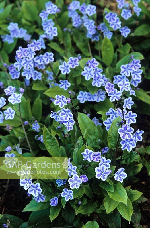 Omphalodes cappadocica 'Starry Eyes' - Navelwort