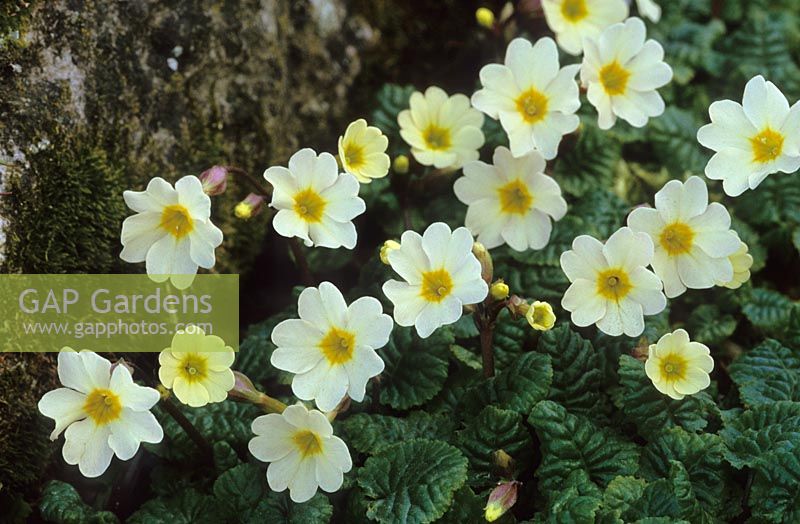 Primula 'Lady Greer' - Polyanthus Group