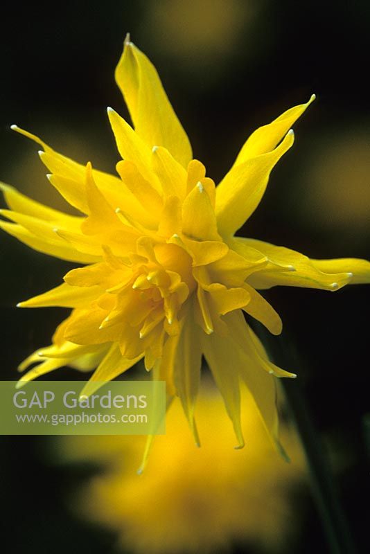 Narcissus 'Rip van Winkle' syn minor subsp pumilus 'Plenus'