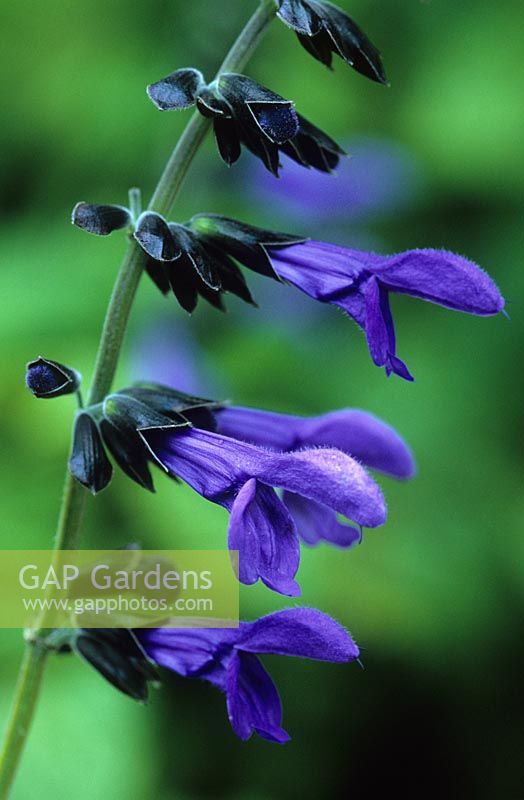 Salvia guaranitica 'Black and Blue' syn caerulea 