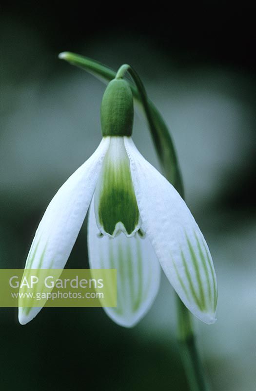 Galanthus 'Kildare' - snowdrop