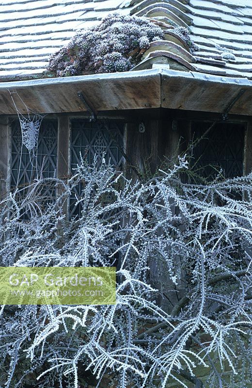 Cotoneaster horizontalis and cobwebs with hoar frost at Great Dixter