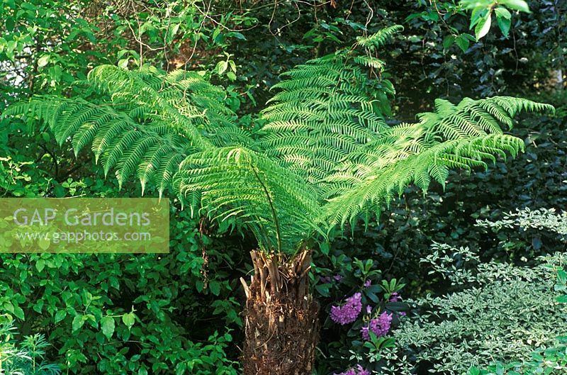 Dicksonia antarctica - Tree fern in border