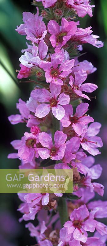 Lythrum salicaria 'Blush'

