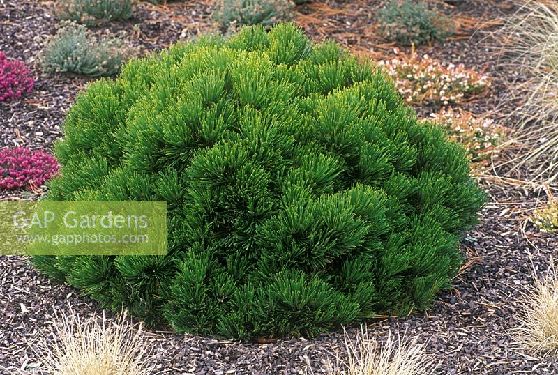 Pinus heldreichii 'Smidtii' - Domed compact conifer in border