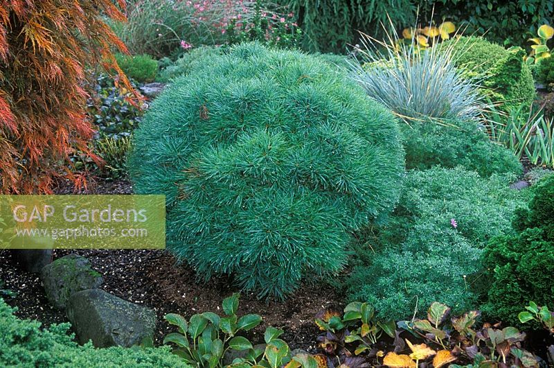 Pinus strobus 'Sea Urchin' - Deal pine in border with blue foliage