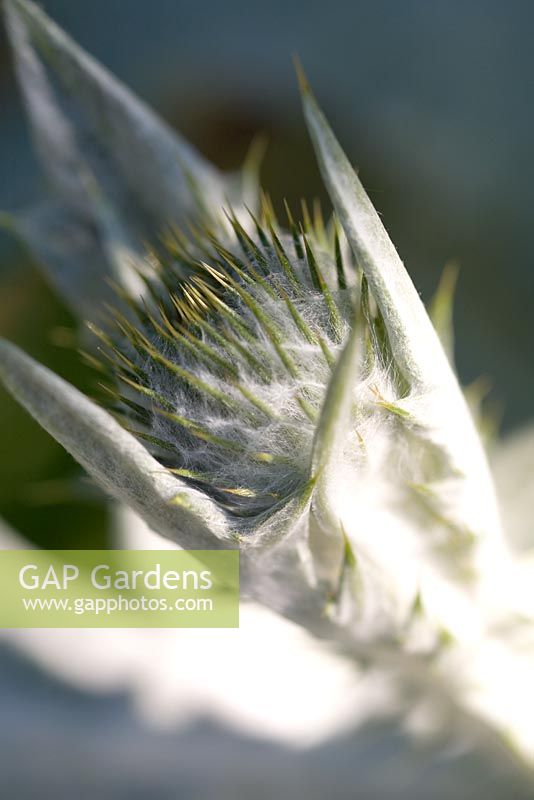 Onopordum acanthium - Newly opening flowerhead