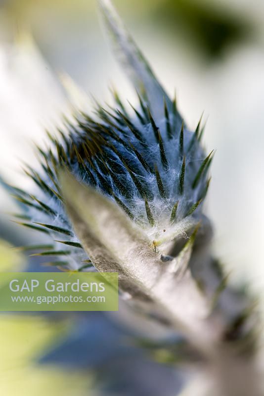Onopordum Acanthium - Newly opening flowerhead