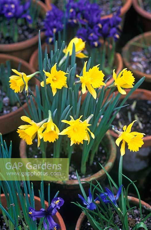 Narcissus hispanicus in pot, surrounded by other pots