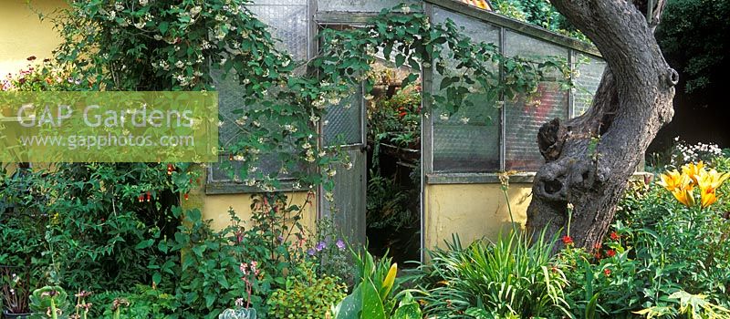 View of conservatory with Dregea sinensis climbing over door