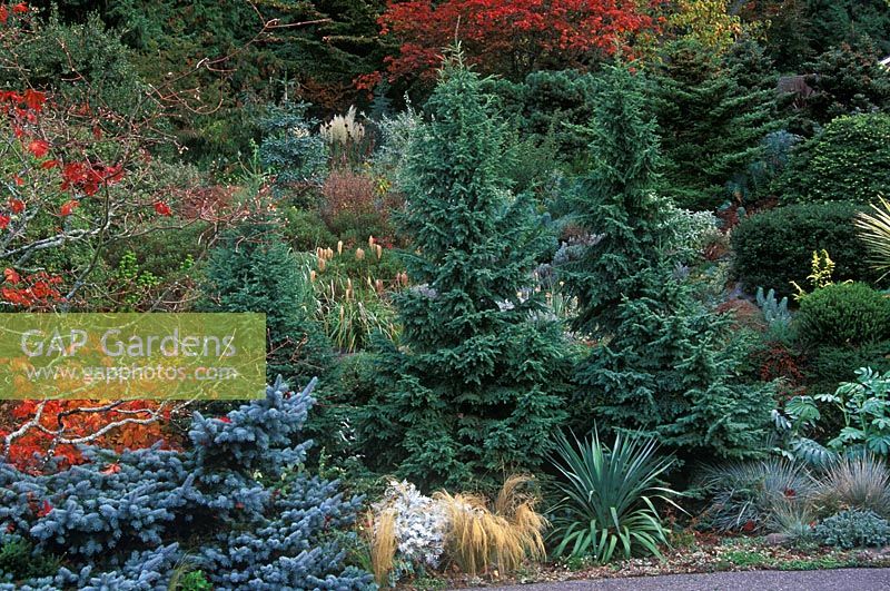 Tsuga mertensiana, Picea pungens 'Procumbens', Acer, Fothergilla, Astelia, Miscanthus, Stipa, Cortaderia, Melianthus in autumn border 