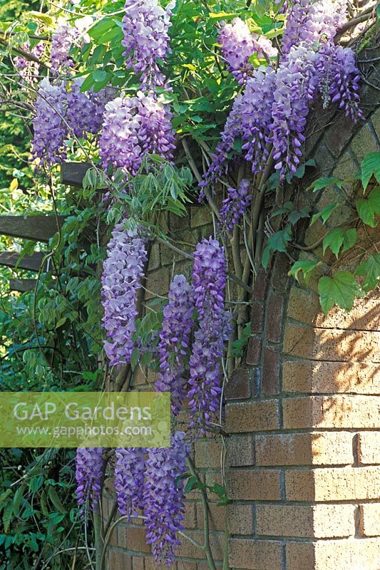 Wisteria sinensis - Chinese wisteria climbing on wall