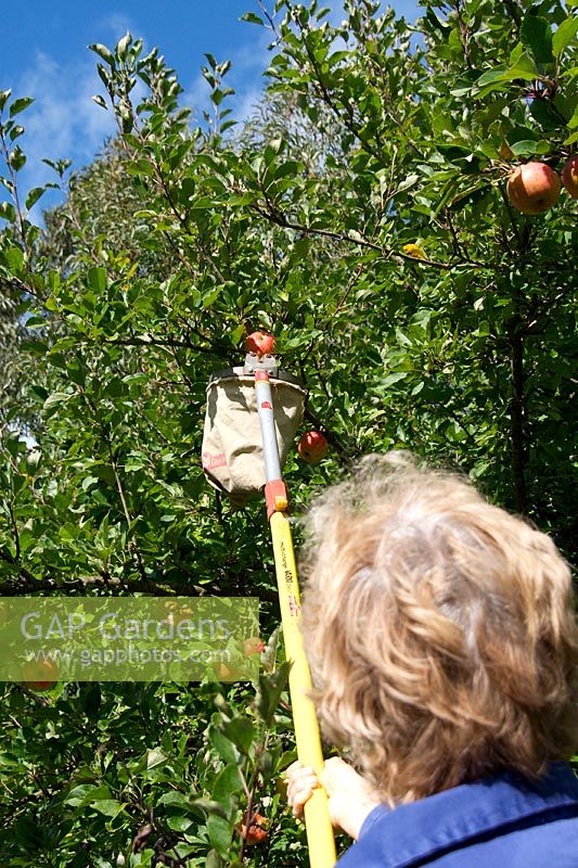 Picking 'James Grieve' apples