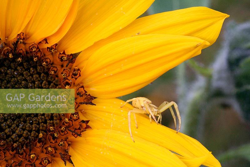 Yellow spider on sunflower