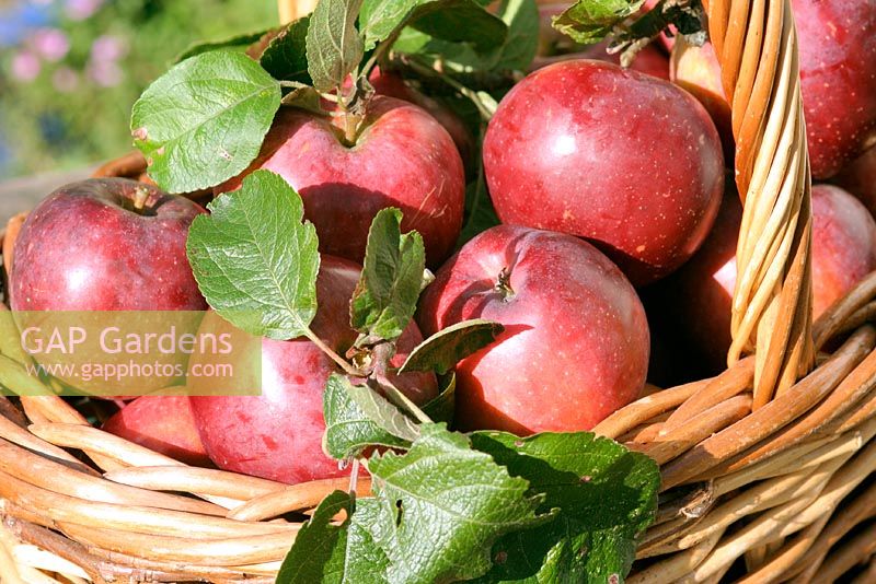 Freshly harvetsed Apples 'Spartan' in a basket with yeasty bloom still on skin 