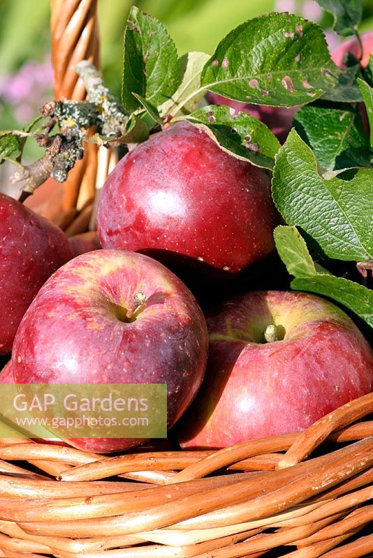 Freshly harvetsed 'Spartan' apples in a basket with yeasty bloom still on skin