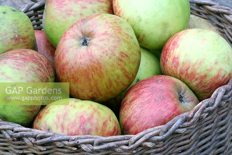 Malus 'Prophet' - An old fashioned variety cooking eating apple with moderate storing quality