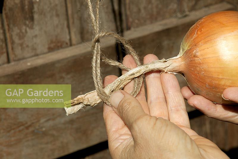 Stringing onions
