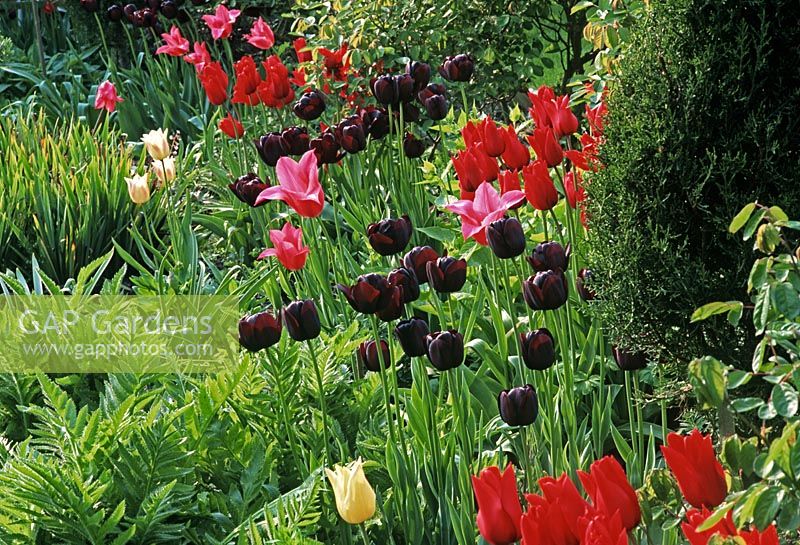 Tulipa 'Queen of Night', Tulipa 'Red Shine' and Tulipa 'Elegant Lady'