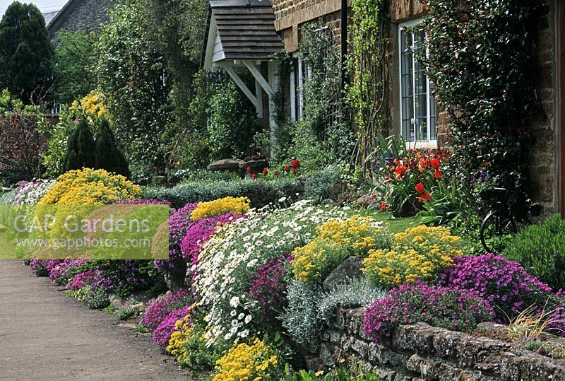 Cottage garden. Aubretia, Alyssum and Iberis. Oxfordshire