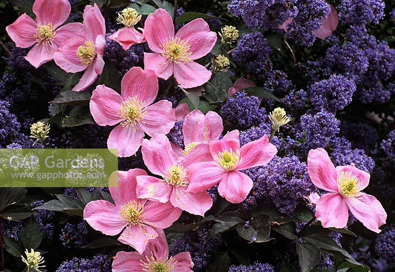 Clematis montana var... stock photo by S & O, Image: 0041532