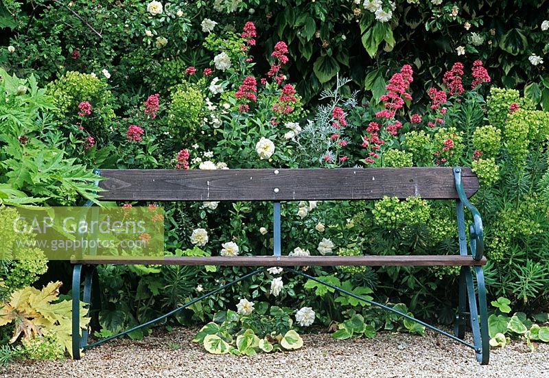 Wooden bench with Centrantus ruber and Rosa