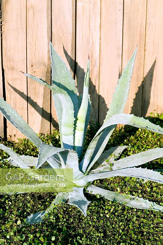 Agave in Love, Life and Regeneration Garden 
