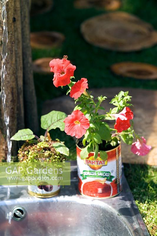 Petunia in food can container. Garden to convert a couch potato