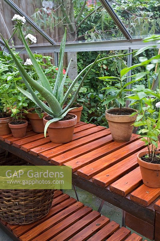 Plants on wooden greenhouse staging