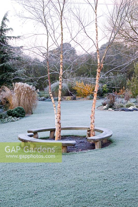 Curved bench seats around three birch trees - Betula nigra 'Heritage' on a frosty morning. 
