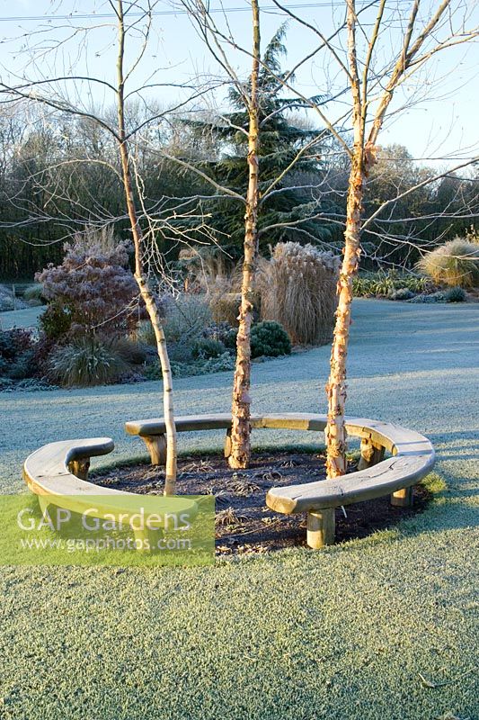 Curved bench seats around three birch trees - Betula nigra 'Heritage' on a frosty winter's morning. 