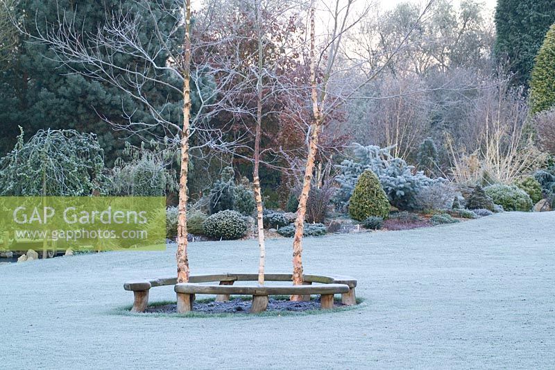 Curved bench seats around three birch trees - Betula nigra 'Heritage' on a frosty morning in John Massey's garden. 