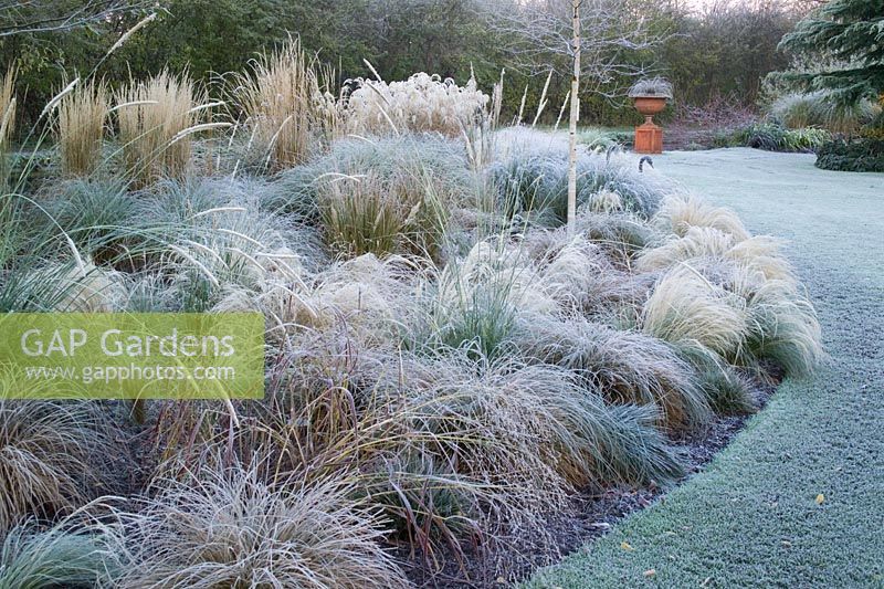 The grasses bed in frost. Grasses include Stipa tenuissima, Stipa arundinacea, Carex testacea, Calamagrostis x acutiflora 'Karl Foerster' and Pennisetum alopecuroides 'Hameln'.  