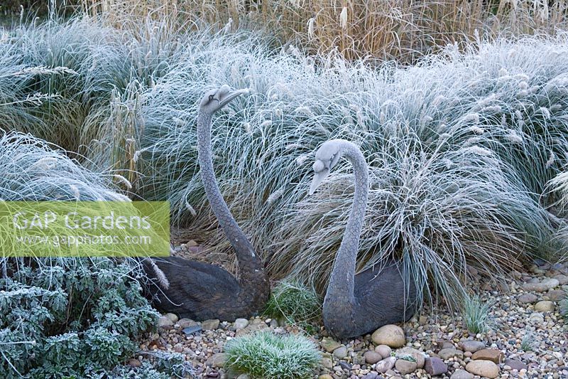 Bronze swans sculptures amongst grasses on a frosty morning.  