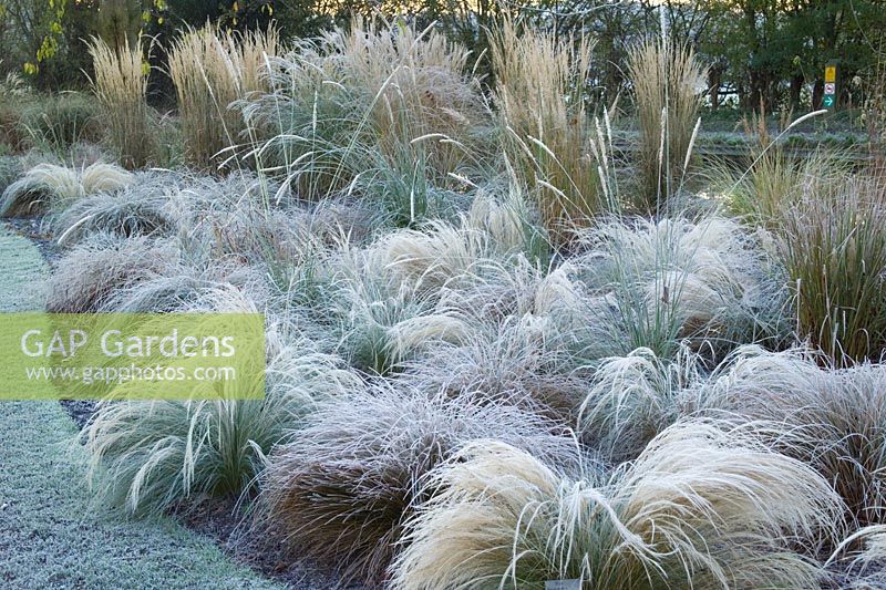 The grasses border in frost. Grasses include Stipa tenuissima, Stipa arundinacea, Carex testacea, Calamagrostis x acutiflora 'Karl Foerster' and Pennisetum alopecuroides 'Hameln'. 
