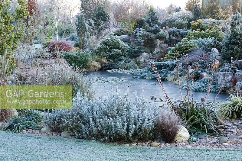 The rock garden and frozen pond in John Massey's garden on a frosty winter's morning. 