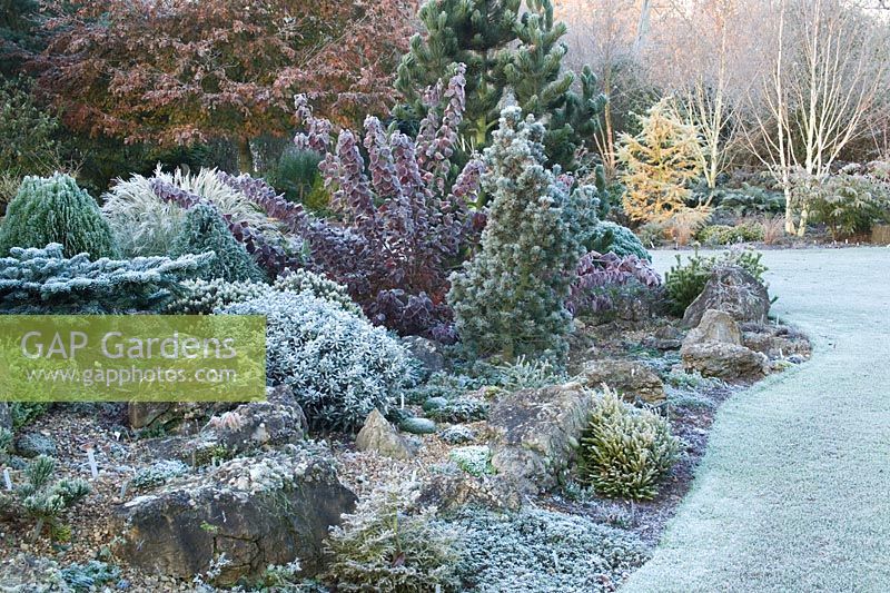 Conifers on the rock garden on a frosty winter's morning. 