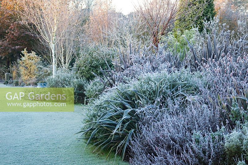 Looking along the salvia bed on a frosty winter's morning with phormiums and silver birch - Betula utilis var. jacquemontii. 