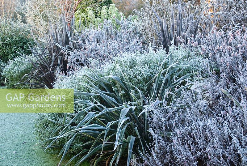 Phormiums and salvias on a frosty winter's morning. 