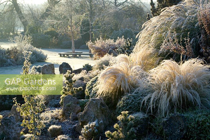 Early sunlight on a frosty winter's morning in John Massey's garden. Conifers and grasses on the rock garden including Stipa tenuissima, Ginkgo biloba and Abies concolor 'Wintergold' in the foreground. 