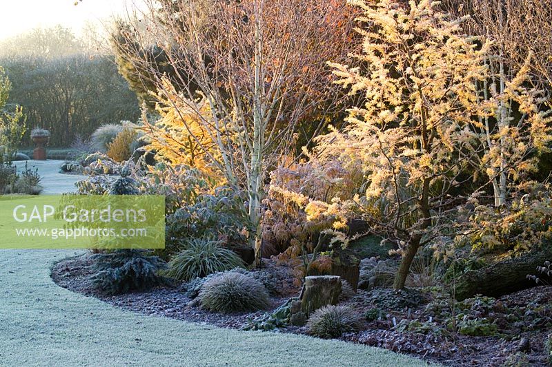 Larix decidua 'Little Bogle' syn L. europaea - larch, in the dell bed on a frosty winter's morning. Lawn curving towards urn focal point in the distance. 