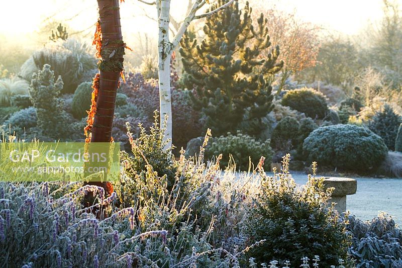 Dawn on a frosty winter's morning in John Massey's garden with the bark of Prunus serrula (Cherry) and Betula utilis var. jacquemontii (Silver birch) in the foreground. Conifers on the rock garden beyond