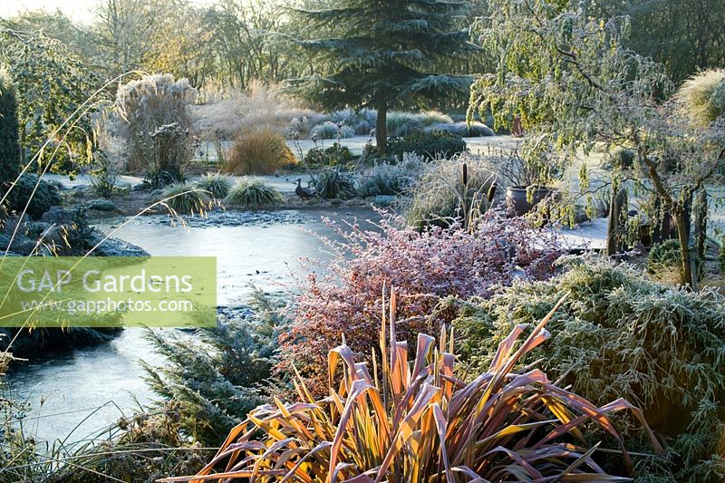 Looking over the frozen pond in John Massey's garden on a frosty winter's morning. Phormium 'Jester' in the foreground. 