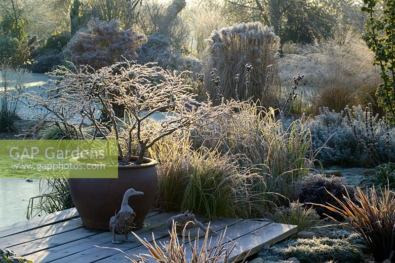 Container of Prunus incisa 'Kojo-no-mai' on a frosty winter's morning. Ornamental wooden ducks on the deck. 